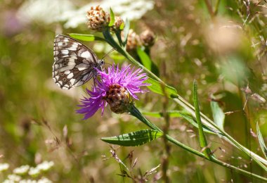Closeup kelebek çiçek, kelebek ve çiçek, Kelebek kelebek çiçek bulanık arka plan üzerinde Kelebek çiçek, Çiçek Bahçe veya doğa