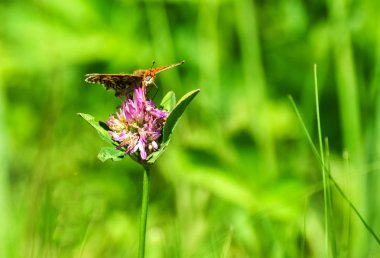 Closeup kelebek çiçek, kelebek ve çiçek, Kelebek kelebek çiçek bulanık arka plan üzerinde Kelebek çiçek, Çiçek Bahçe veya doğa