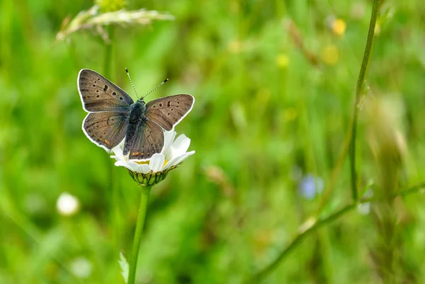 Borboleta de close-up na flor, borboleta e flor, borboleta em um fundo embaçado flor, borboleta na flor, borboleta na flor no jardim ou na natureza — Fotografia de Stock