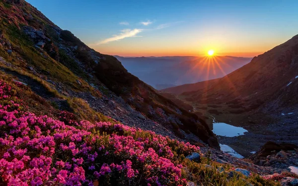 Salida del sol en el paisaje de las montañas con rododendros en primer plano — Foto de Stock
