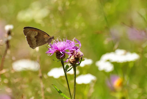 Gros plan papillon sur fleur, papillon et fleur, papillon sur fond flou, papillon sur fleur, papillon sur fleur, papillon sur fleur dans le jardin ou dans la nature — Photo