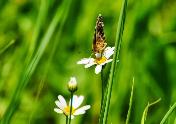 Gros plan papillon sur fleur, papillon et fleur, papillon sur fond flou, papillon sur fleur, papillon sur fleur, papillon sur fleur dans le jardin ou dans la nature — Photo