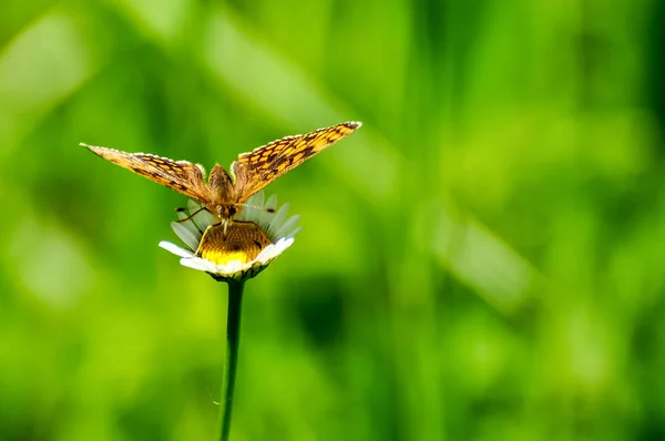 Gros plan papillon sur fleur, papillon et fleur, papillon sur fond flou, papillon sur fleur, papillon sur fleur, papillon sur fleur dans le jardin ou dans la nature — Photo