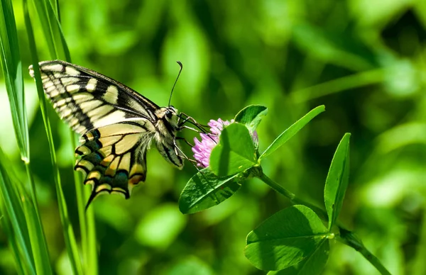 Gros plan papillon sur fleur, papillon et fleur, papillon sur fond flou, papillon sur fleur, papillon sur fleur, papillon sur fleur dans le jardin ou dans la nature — Photo