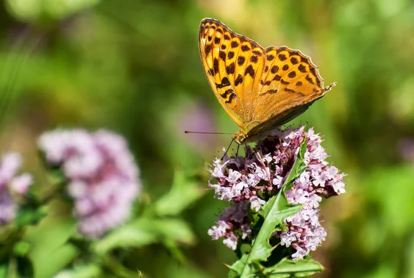 Gros plan papillon sur fleur, papillon et fleur, papillon sur fond flou, papillon sur fleur, papillon sur fleur, papillon sur fleur dans le jardin ou dans la nature — Photo