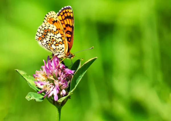 Gros plan papillon sur fleur, papillon et fleur, papillon sur fond flou, papillon sur fleur, papillon sur fleur, papillon sur fleur dans le jardin ou dans la nature — Photo