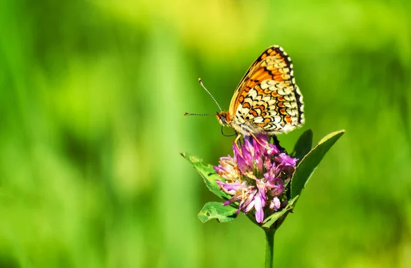 Gros plan papillon sur fleur, papillon et fleur, papillon sur fond flou, papillon sur fleur, papillon sur fleur, papillon sur fleur dans le jardin ou dans la nature — Photo