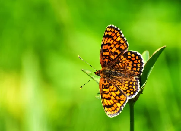 Gros plan papillon sur fleur, papillon et fleur, papillon sur fond flou, papillon sur fleur, papillon sur fleur, papillon sur fleur dans le jardin ou dans la nature — Photo