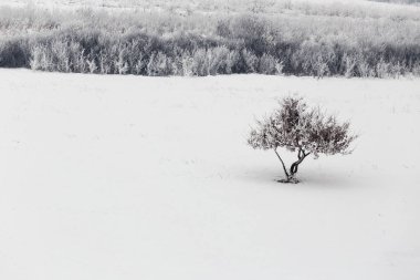 Kırsal kış günü izole bir ağaç manzara