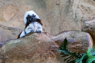 maymun bir kaya zemin üzerine