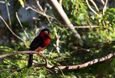 renkli kuş ile ağacının dalını üzerinde arka plan bulanıklık