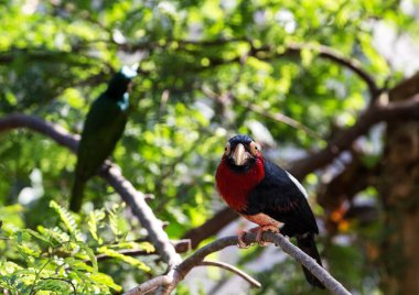 renkli kuş ile ağacının dalını üzerinde arka plan bulanıklık