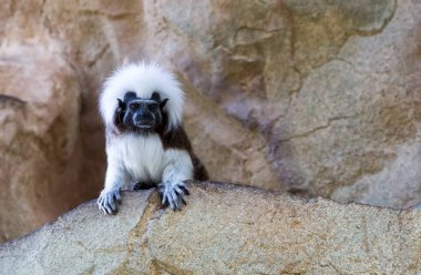 Kaya zemin üzerine küçük maymun