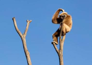 Maymun düşünce üstünde tepe-in mavi gökyüzü ile ağaç