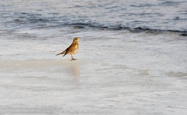 Suya yakın kışın buzda yabani kuş