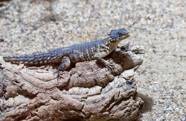 Reptil auf dem Felsen — Stockfoto