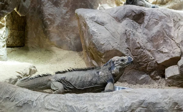 Reptil auf dem Felsen — Stockfoto