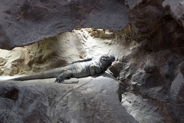 Reptil auf dem Felsen — Stockfoto