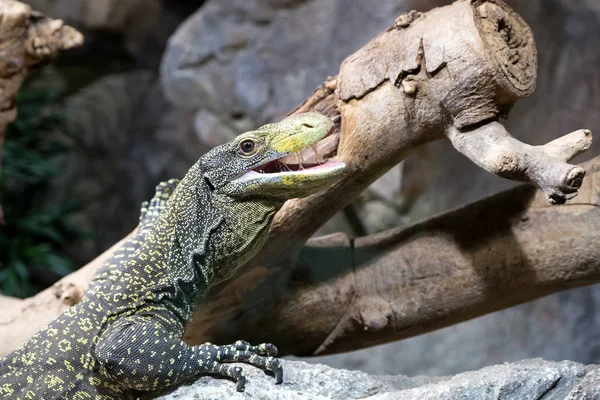 Reptil auf einem Felsen neben einem Baum — Stockfoto