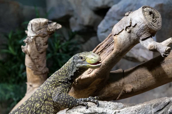 Reptil auf einem Felsen neben einem Baum — Stockfoto