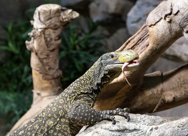 Reptil auf einem Felsen neben einem Baum — Stockfoto