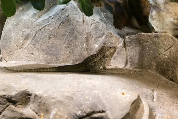 Reptil auf dem Felsen — Stockfoto