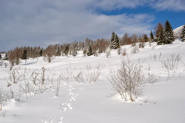 Paisaje invernal con árboles, nieve, nubes y cielo azul — Foto de Stock