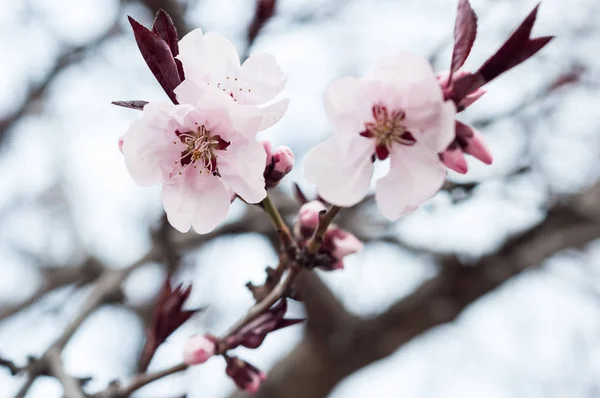 Flores de manzana en flor en el jardín, fondo borroso — Foto de Stock