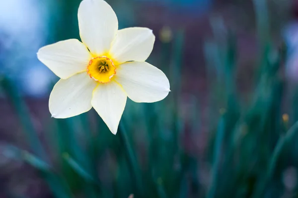 Narciso blanco en el jardín, fondo borroso — Foto de Stock