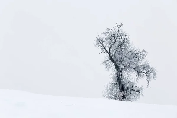 Zimní den krajina s abstraktní zasněžené stromy Royalty Free Stock Fotografie