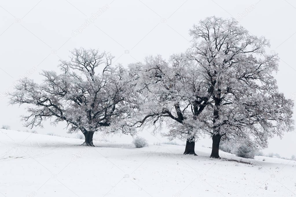 Winter day landscape with abstract snowy trees