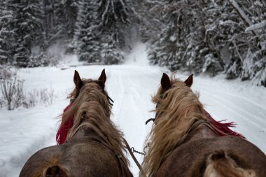 at ile kış kızak yolda çalışan