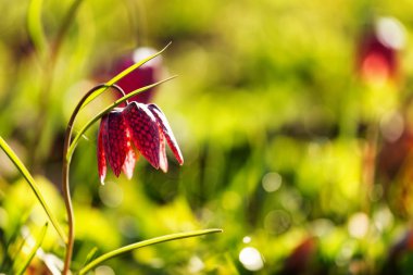 Rengarenk Lale - sabah güneş ışığı, güzel sabah manzara ışığında
