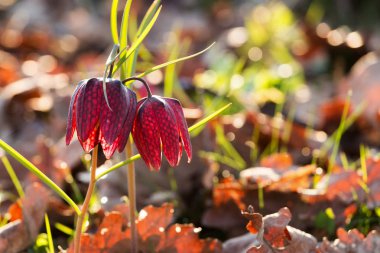 Rengarenk Lale - sabah güneş ışığı, güzel sabah manzara ışığında