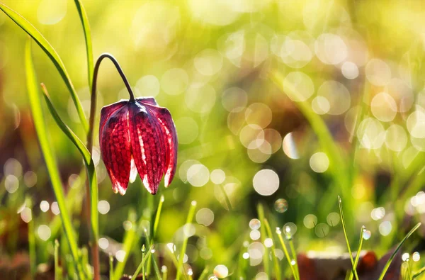 Pestré Tulipán - s ohledem na ranní slunce, krásné ráno na šířku Stock Obrázky