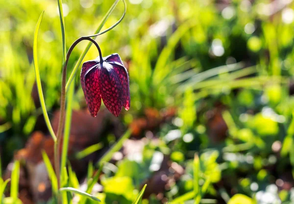 Pestré Tulipán - s ohledem na ranní slunce, krásné ráno na šířku Royalty Free Stock Obrázky