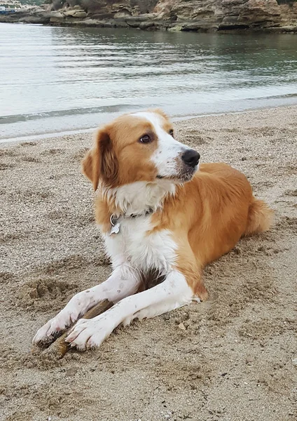 Mein Haustier Hund — Stockfoto