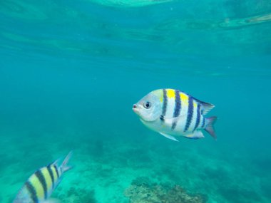 Small fish in the Andaman sea.