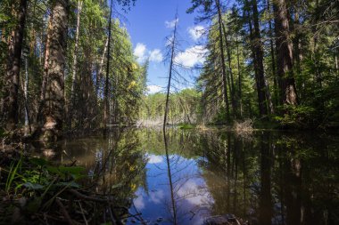 A perfect reflection of a dry tree in the still water