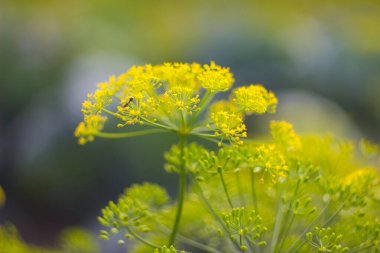 A bright green and yellow fresh dill flower with a small ant