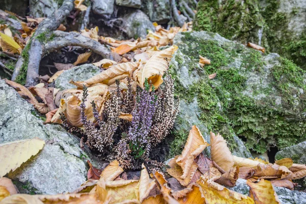 A purple forest flower under the autumn leaves