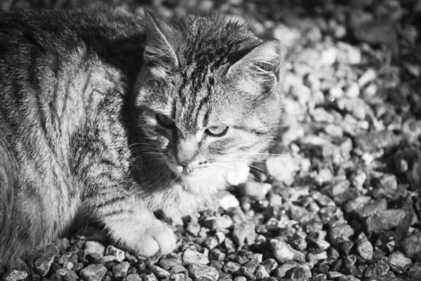 Portret van een verdwaalde kat in zwart-wit — Stockfoto