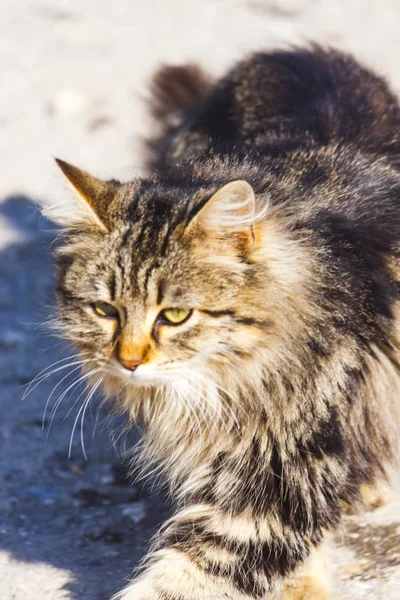 Zwerfkat die op straat loopt — Stockfoto