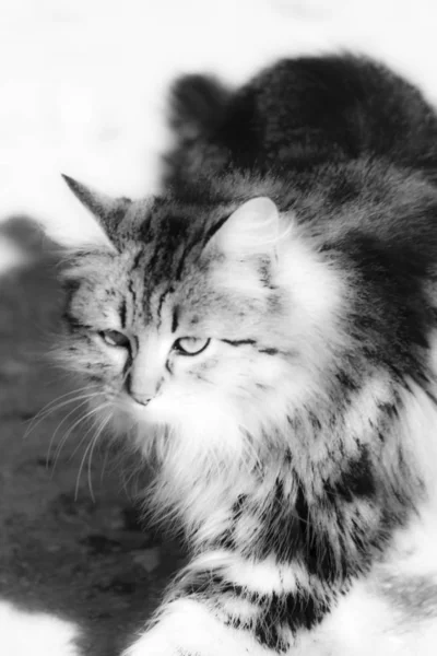 猫のファンタジー — ストック写真