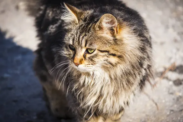 Gato vadio andando na rua — Fotografia de Stock