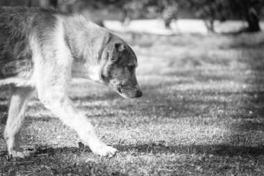 Sokak köpeği çimlere - siyah ve beyaz yürüyüş