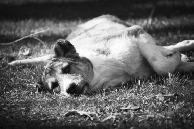 Sokak köpeği çimlere - siyah ve beyaz dinlenme