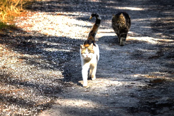 Elkóborolt macskák jön közelében — Stock Fotó