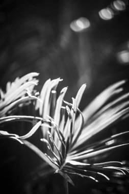 Çikita Muz palmiye yaprakları