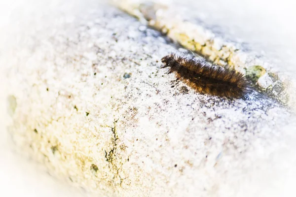 Larva beton yüzeyinde yürüyüş — Stok fotoğraf